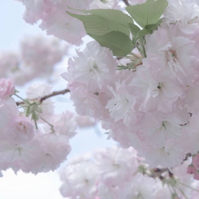 昌黎FurryQQ群介绍